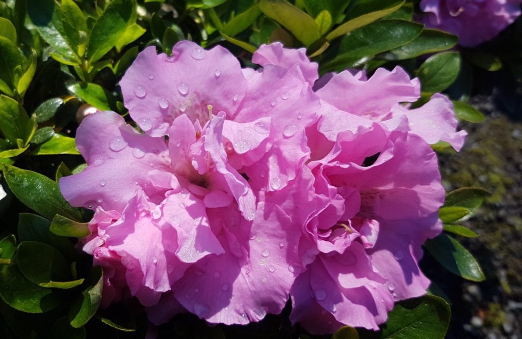 Azalea Betty Ann Voss – Kilmarnock Nurseries