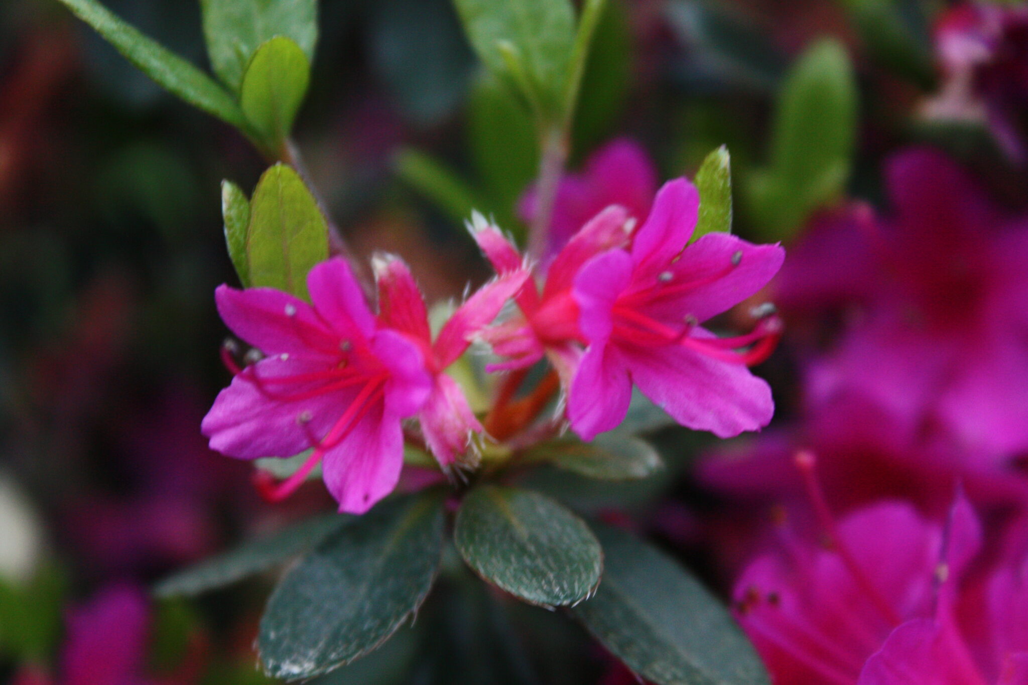 Azalea Extrante – Kilmarnock Nurseries