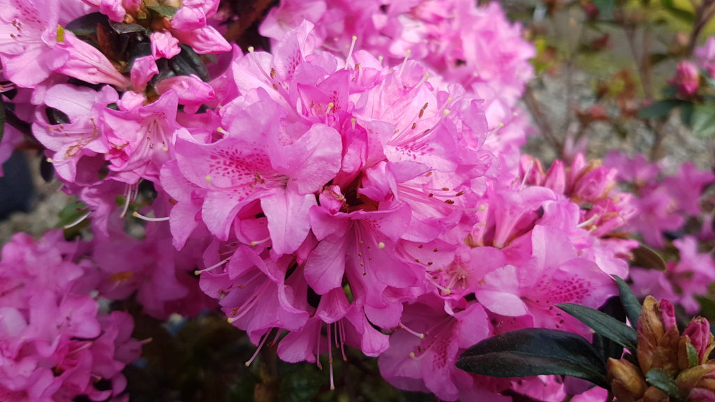 Azalea Hardijzers Beauty – Kilmarnock Nurseries