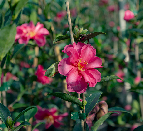 Rhododendron Blue River – Kilmarnock Nurseries