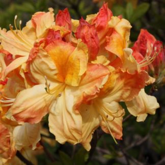 AZALEA MOLLIS BANANA BEAUTY