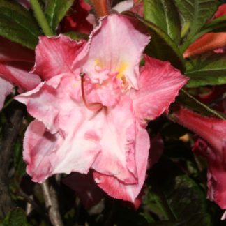 AZALEA MOLLIS CAROLINE de ROTHSCHILD