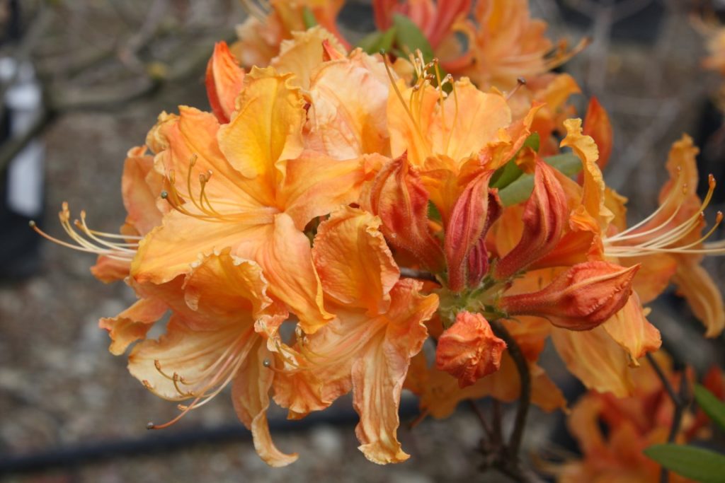 Azalea Mollis Melford Flame Kilmarnock Nurseries