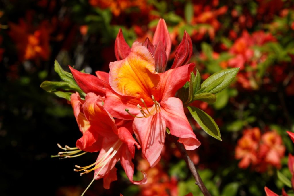 Azalea Mollis Mt St Helens – Kilmarnock Nurseries