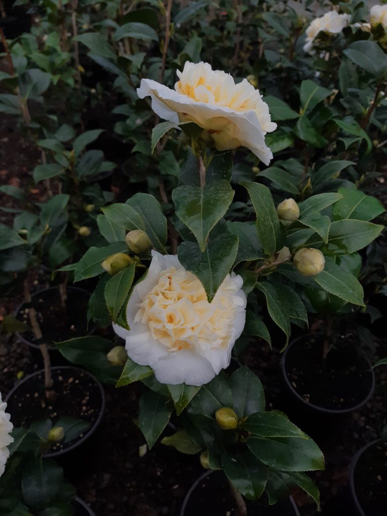 Camellia Jurys Yellow – Kilmarnock Nurseries