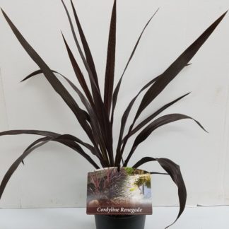 Cordyline Renegade