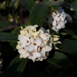 Daphne Odora Alba