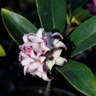Daphne Odora Leucanthe