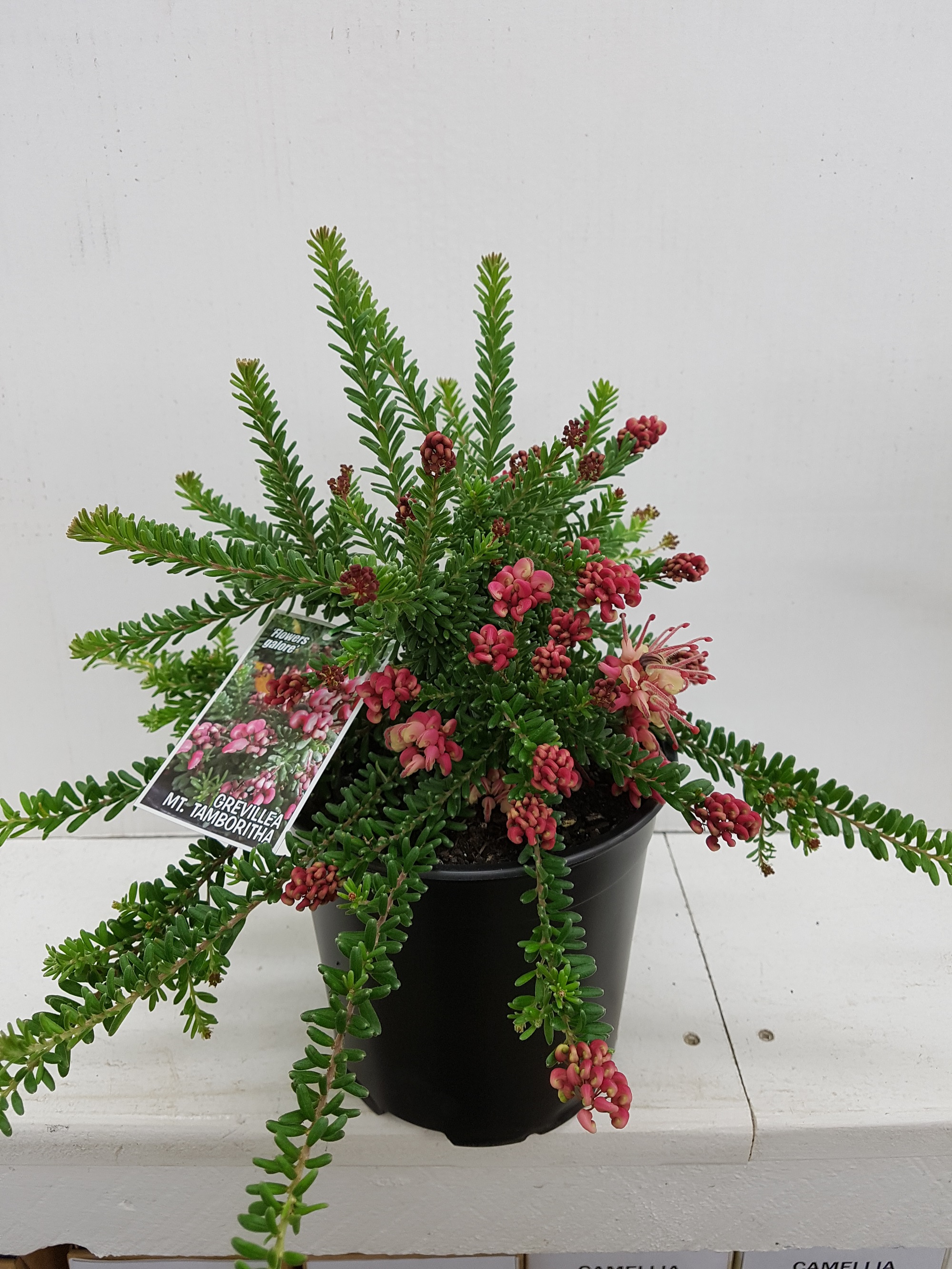 Grevillea Mt Tamboritha Kilmarnock Nurseries