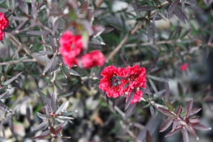 Leptospermum Crimson Glory