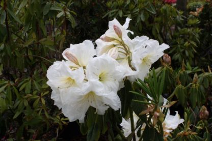 Rhododendron Alabaster