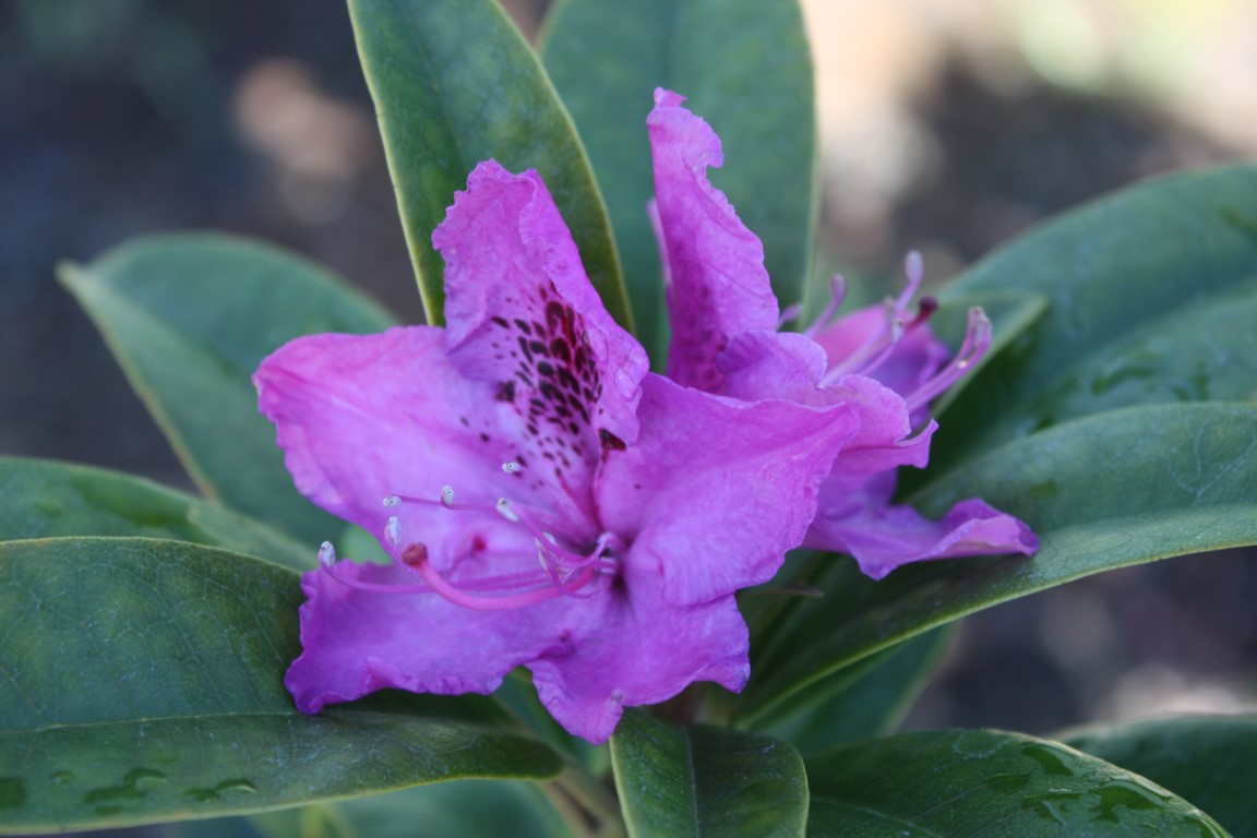 Rhododendron Anah Kruschke – Kilmarnock Nurseries