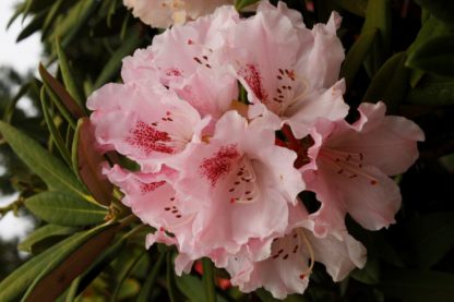 Rhododendron Barmstedt