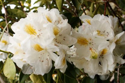Rhododendron Belle Heller