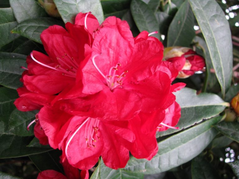 Rhododendron Bibiani – Kilmarnock Nurseries