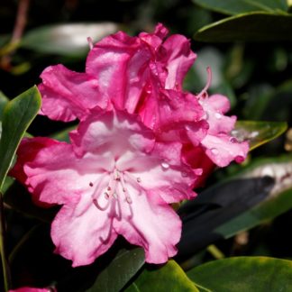 Rhododendron John Bull – Kilmarnock Nurseries