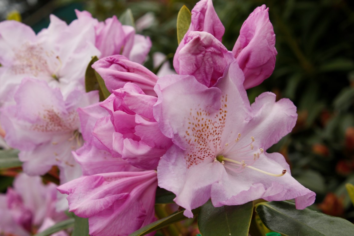 Rhododendron Blue River – Kilmarnock Nurseries