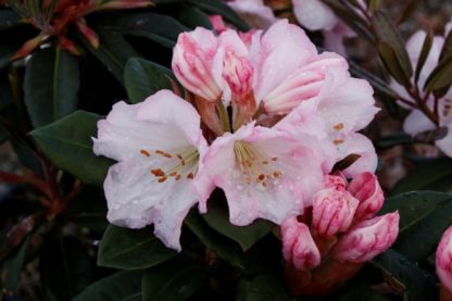 Rhododendron Bronze Wings