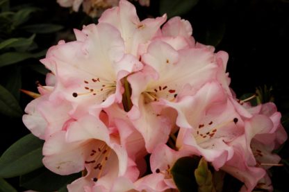 Rhododendron Bruce Brechtbill