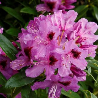 Rhododendron Bumble Bee