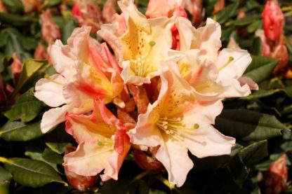 Rhododendron Buna