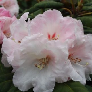 Rhododendron Cassie