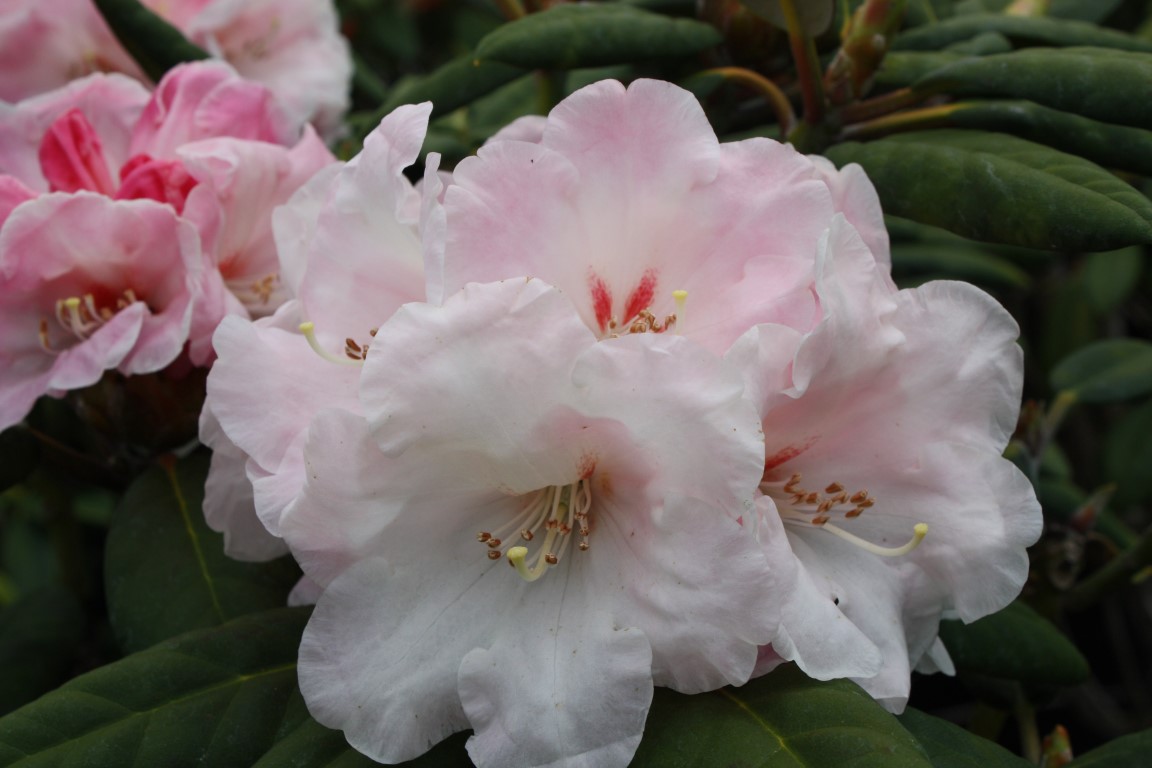 Rhododendron Cassie – Kilmarnock Nurseries