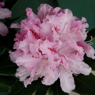 Rhododendron Cheer