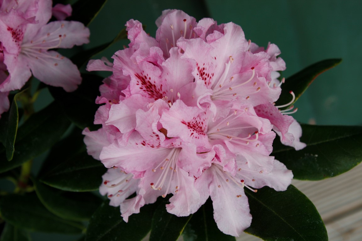 Rhododendron Cheer – Kilmarnock Nurseries