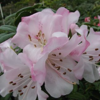 Rhododendron Cilipinense