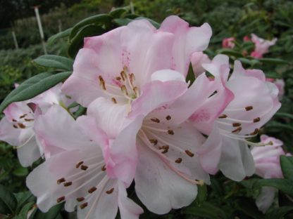 Rhododendron Cilipinense