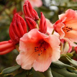 Rhododendron Cis
