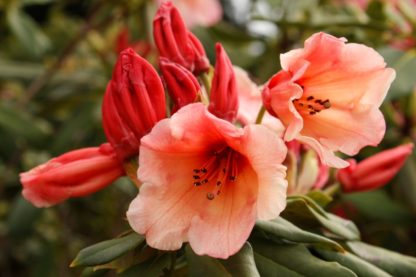 Rhododendron Cis