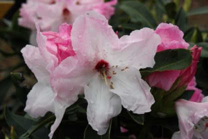 Rhododendron Cotton Candy