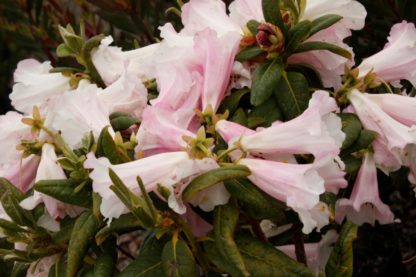 Rhododendron Countess Of Haddington