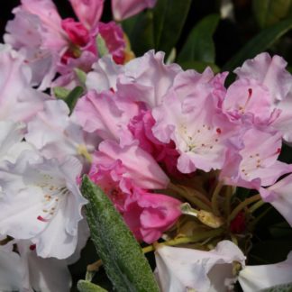 Rhododendron Elegans – Kilmarnock Nurseries
