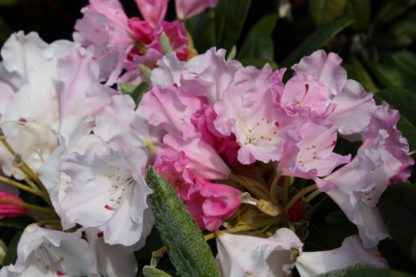 Rhododendron Crete