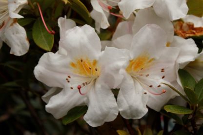 Rhododendron Dendricola