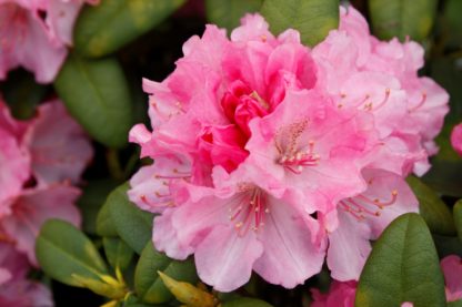 Rhododendron Doc