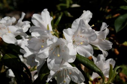 Rhododendron Dora Amateis