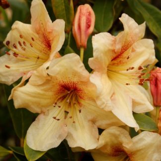 RHODODENDRON DOUBLE EAGLE