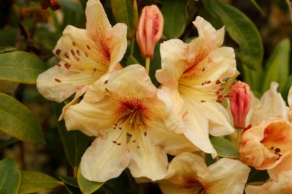 RHODODENDRON DOUBLE EAGLE