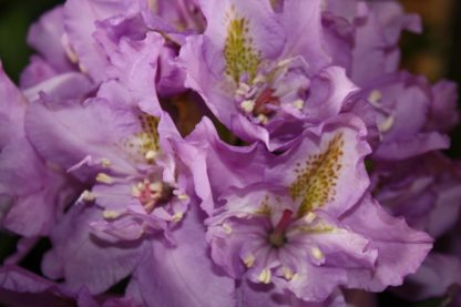 Rhododendron Fastusosum Flora Plena