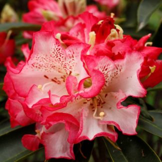 Rhododendron Forever Yours