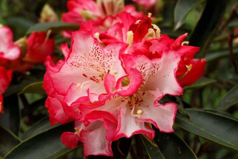 Rhododendron Forever Yours – Kilmarnock Nurseries