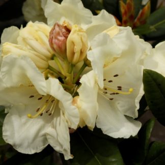 Rhododendron Gandy Dancer