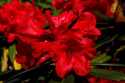 Rhododendron Gwilt King