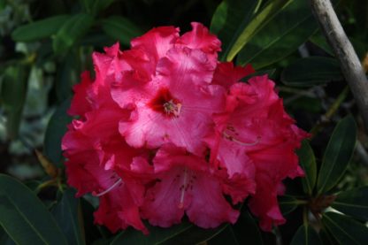 Rhododendron Hearts Delight