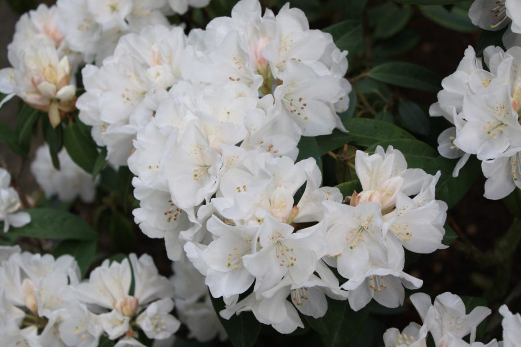 Rhododendron Helene Schiffner – Kilmarnock Nurseries