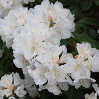 Rhododendron Helene Schiffner